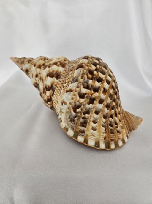 Spectacular Giant Triton's Horn Shell (29 cm) – Luxury Maritime Collector's Item (Pre-CITES)