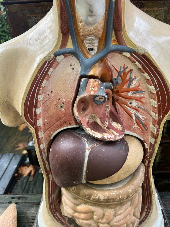 Medical Training Torso. – Sculpture, Other (photo 15 of 15)