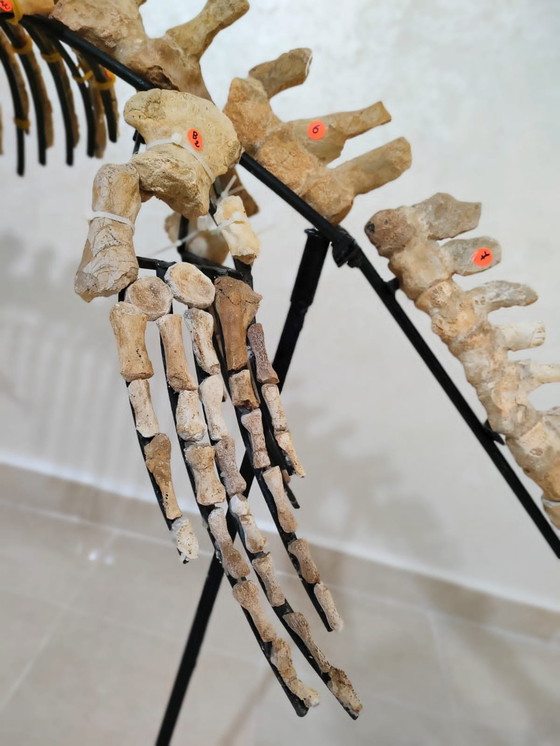 Image 1 of Mosasaurus – Cretaceous Marine Reptile
Large Mosasaurus