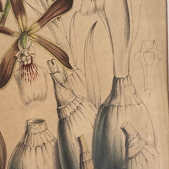 Image 1 of Antieke schildering van een orchidee, lithografie