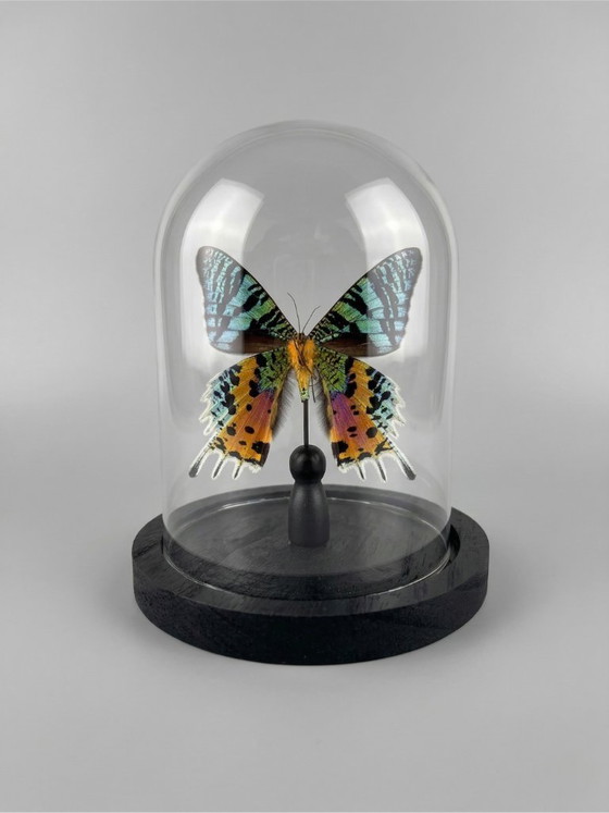 Image 1 of De vlinder Urania ripheus, geconserveerd onder een glazen koepel – een iriserend exotisch exemplaar – 15 cm bolvormig