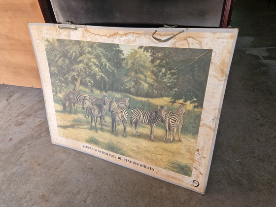 Image 1 of Manifesto scolastico vecchio stile dello zoo di Rhenen