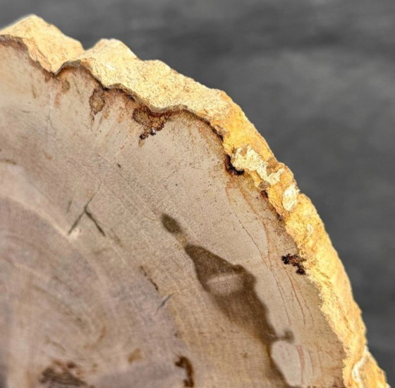 Image 1 of Magnifique pièce de bois pétrifié sur un support sur mesure BS-9