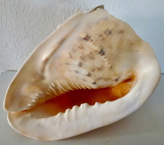 Image 1 of Cassis Cornuta (conchiglia di timone) grande, 22 cm.