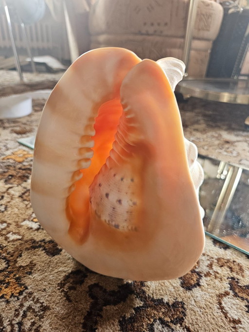 Large XL Helmet Snail Cassis Cornuta – A true collector's item & decoration