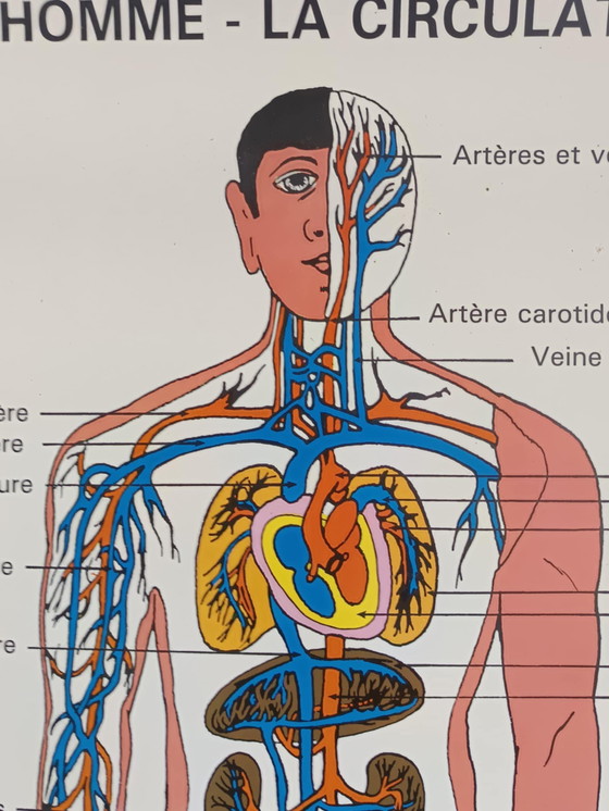 Image 1 of Schoolposter Mens en verkeer 1995