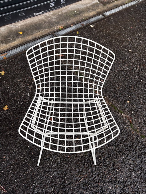 6 sedie laterali originali Harry Bertoia per Knoll