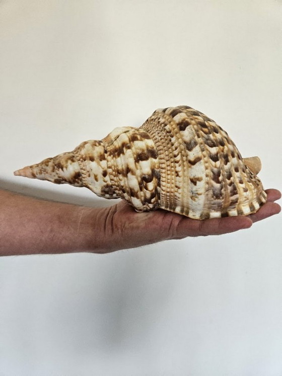 Spectacular Giant Triton's Horn Shell (29 cm) – Luxury Maritime Collector's Item (Pre-CITES) (photo 8 of 10)