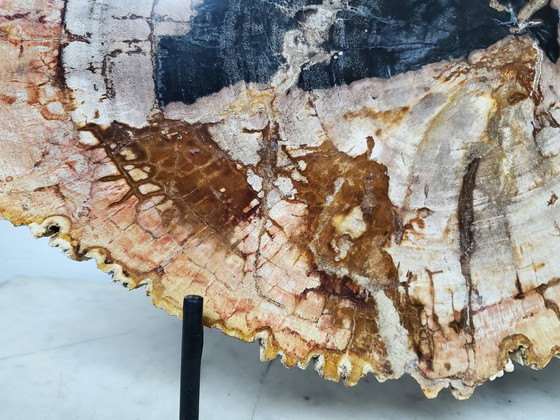 Image 1 of Sezione o fetta di legno pietrificato e fossilizzato sul suo supporto (rif. 3963)