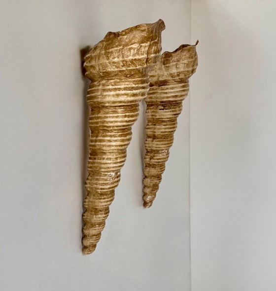 Image 1 of Coppia di applique da parete vintage a forma di conchiglia, in fibra di vetro beige, Francia 1960