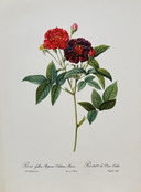Vintage Birds And Flowers - Book Lithographs - Set Of 6 - No. 3