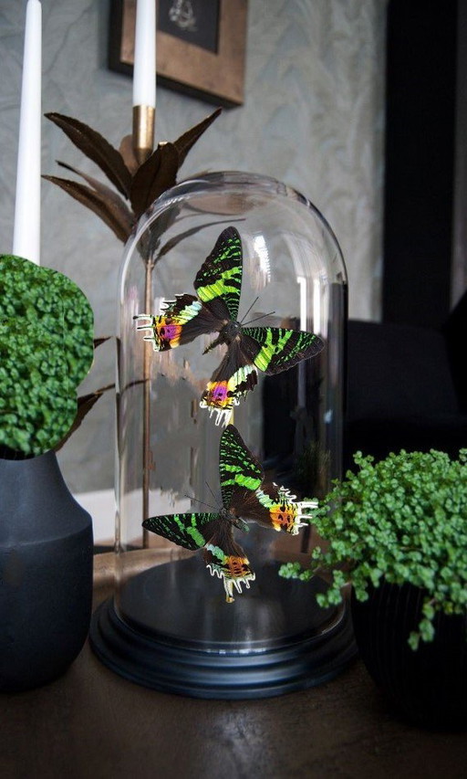 Véritables papillons de nuit montés sous un dôme en verre - Édition limitée