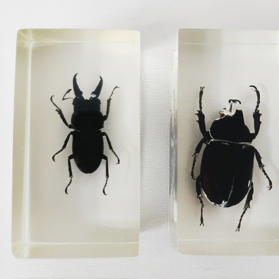 Image 1 of Resin insect set neushoornkever vliegend hert bamboe snuit kever presse-papier 1980's