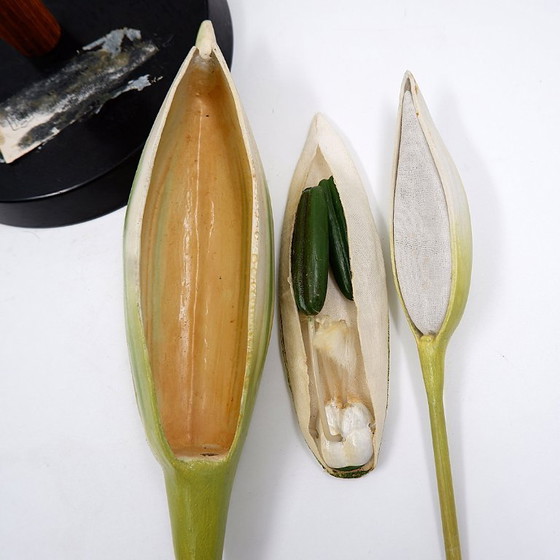 Image 1 of Botanisches Modell einer Weizenblüte aus Osterloh, Deutschland, 1940er/50er Jahre