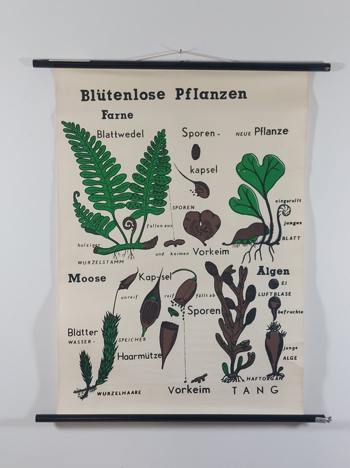 Vintage Rollkarte Lehrmittel Biologie Pflanzen Wandkarte