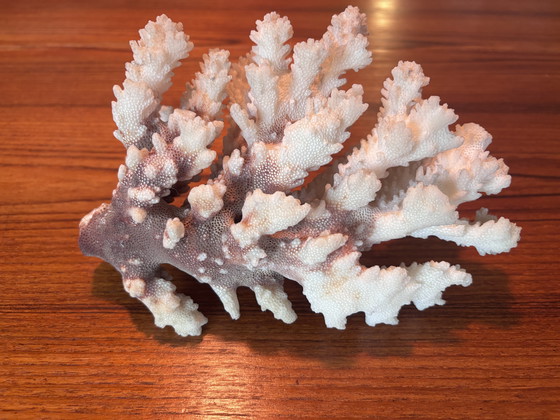 Image 1 of Natuurlijk bloemkoolkoraal (Pocillopora sp.) – witte koraalrifdecoratie 620 g