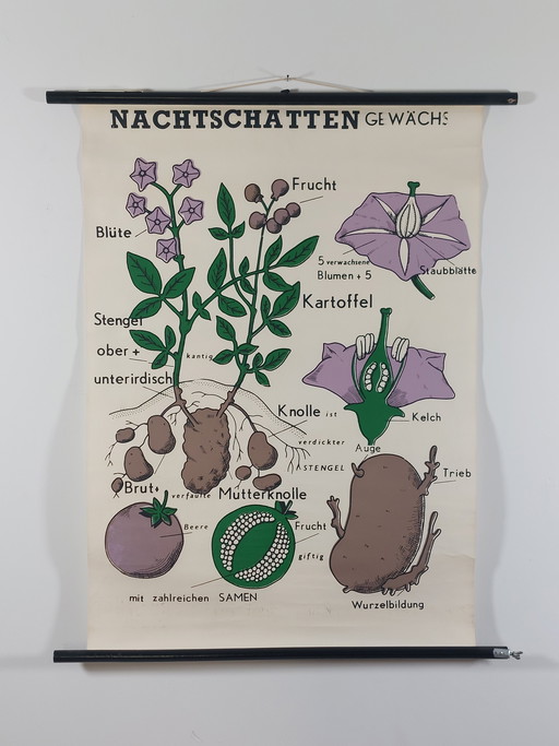 Vintage Rollkarte Lehrmittel Biologie Nachtschattengewächs Wandkarte