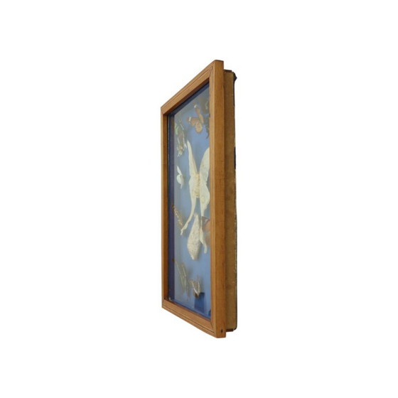 Butterfly collection in wooden frame, Wall decoration, Other, Brown, Vintage (photo 10 of 10)