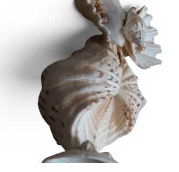 Muschelkunst 1970 Eule