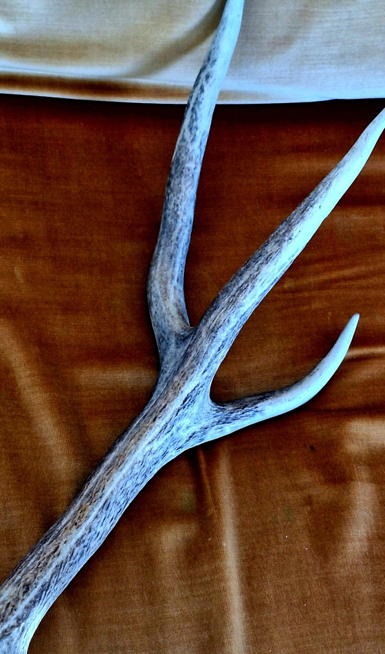 Corno di Cervo Rosso – Oggetti decorativi, Other (photo 2 of 15)