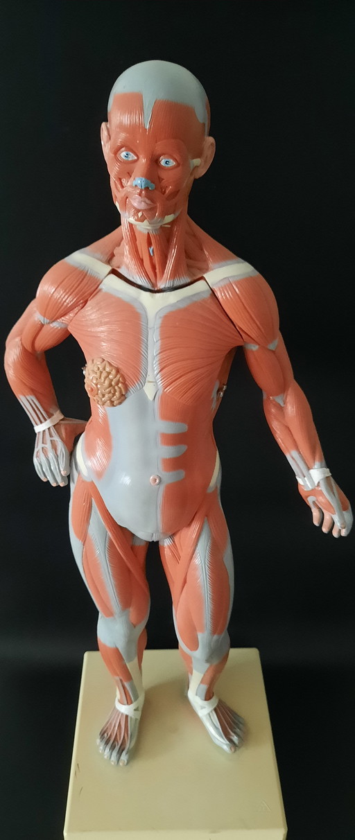 Vintage anatomical model Human Body