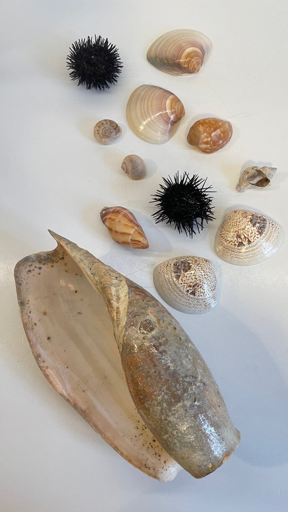 Image 1 of Seashell collection