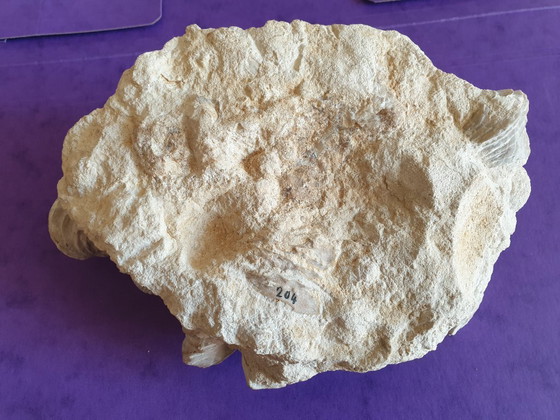 Image 1 of Bed of Upper Cretaceous bivalve fossils