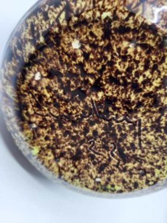 Image 1 of Accolay ceramic vase, yellow and brown, France, vintage 1960