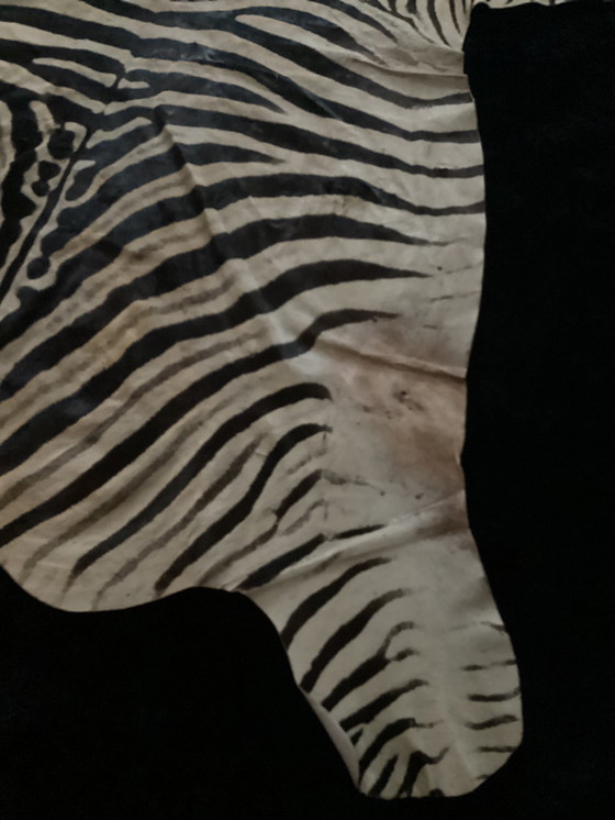 Image 1 of TAXIDERMIE BURCHELL ZEBRA CLOTH ZEBRAVEL ZEBRA SKIN