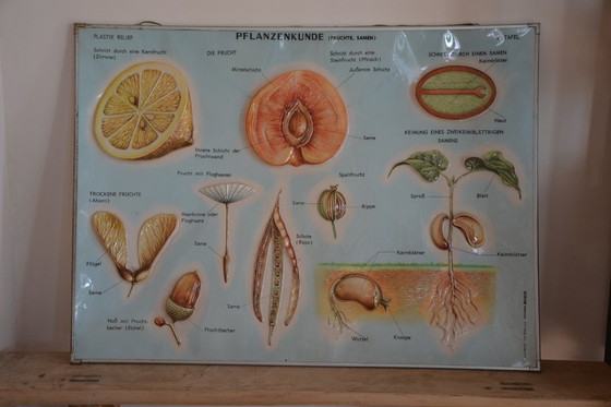 Image 1 of Unieke Vintage - Oude Schoolplaat Bloemen - Oude Duitse Schoolkaart - Schoolplaat Botanica - Planten - Biologie - Plasticplaat