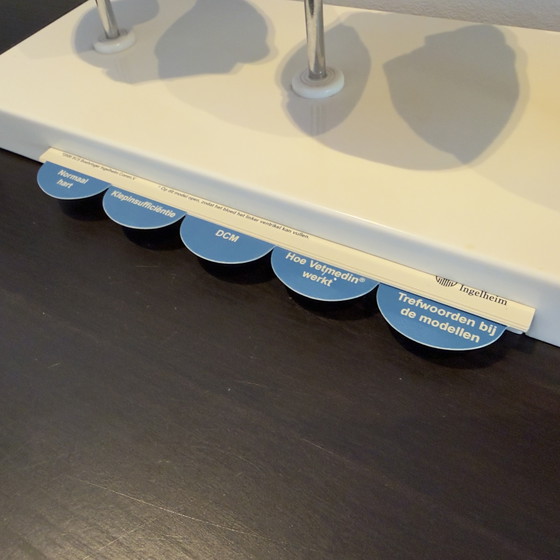 Image 1 of Modello animale di cuore in tre parti - Boehringer Ingelheim Vetmedin