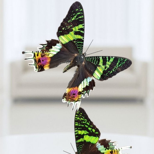 Echte Urania-Ripheus-Schmetterlinge unter einer Glaskuppel – limitierte Auflage