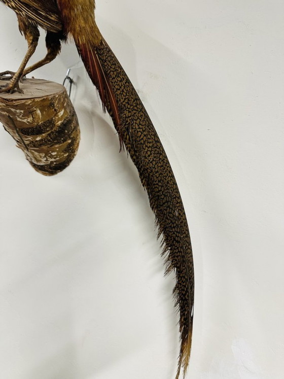 Antique stuffed Golden Pheasant Rooster – Decorative Objects, Wood, Other (photo 12 of 14)