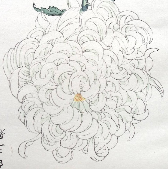 Keika Hasegawa "One Hundred Chrysanthemums" – Paintings & Drawings, Paper (photo 8 of 14)