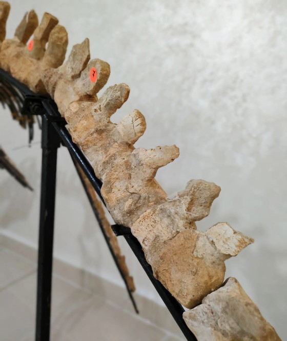 Image 1 of Mosasaurus – Cretaceous Marine Reptile
Large Mosasaurus