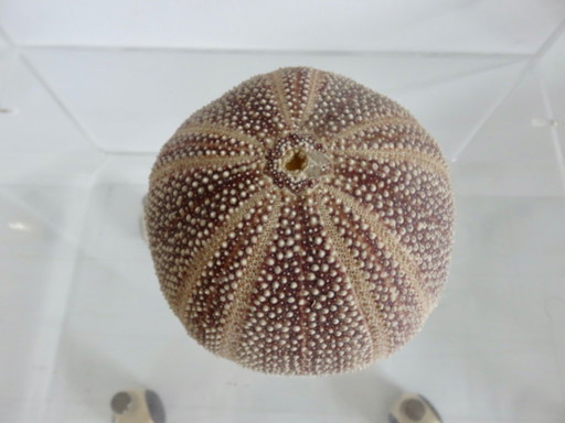 Toxopneustes pileosus sea urchin, Indian Ocean 1970