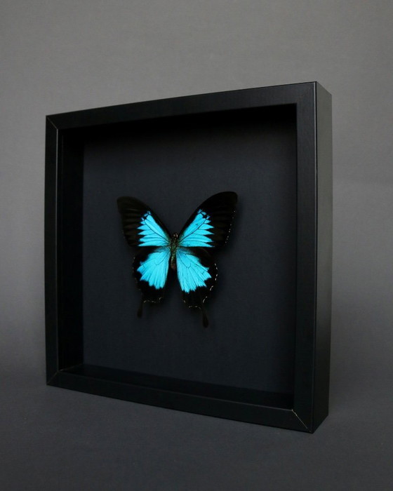 Papilio Ulysses preserved under a black wooden frame – Decorative Objects, Plexiglass (photo 4 of 5)