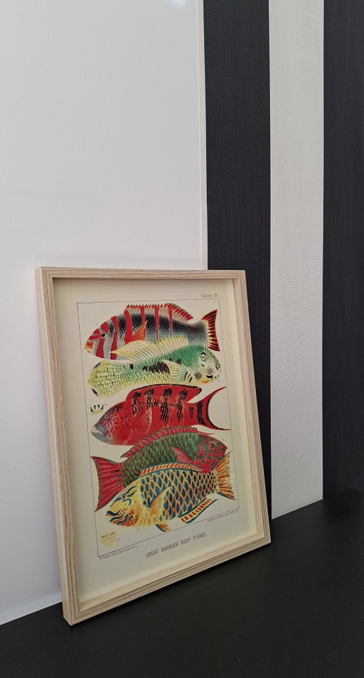 Stampa incorniciata dei pesci della Grande Barriera Corallina di William Saville-Kent. – giclee prints, Paper (photo 2 of 6)