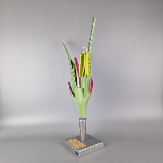 Image 1 of Modello botanico d'epoca di segale (Secale cereale) – Brendel / PHYWE – Modello scientifico didattico – ca. anni '60