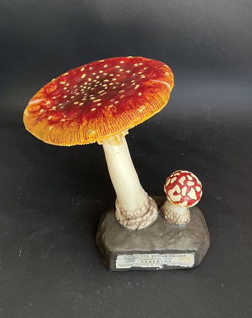 Vintage Deyrolle Vliegenzwam Paddestoel Model – Amanita Muscaria