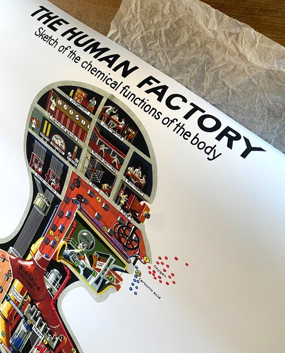 Image 1 of The human factory - Sketch of the body's functions - 1931 - Poster 61 x 91 cm
