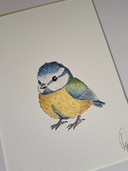 Original Watercolor Blue Tit | Includes Frame