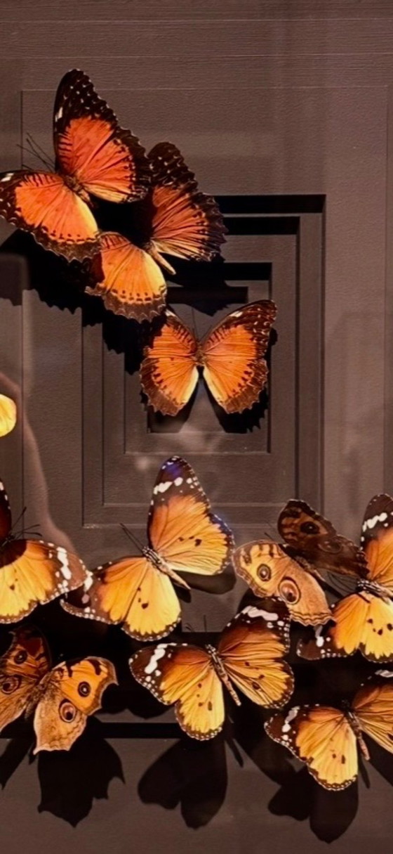 Image 1 of Butterfly box with a passe-partout in the background and with various butterflies in it, brown and red butterflies