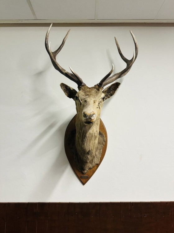 Cervo Nobile Antico Impagliato – Decorazioni murali, Legno, Altro (photo 2 of 15)
