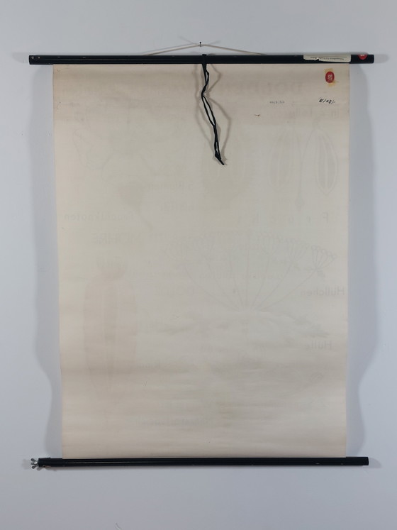 Image 1 of Vintage roll-up map, teaching aid, biology, umbellifers, wall map, botany
