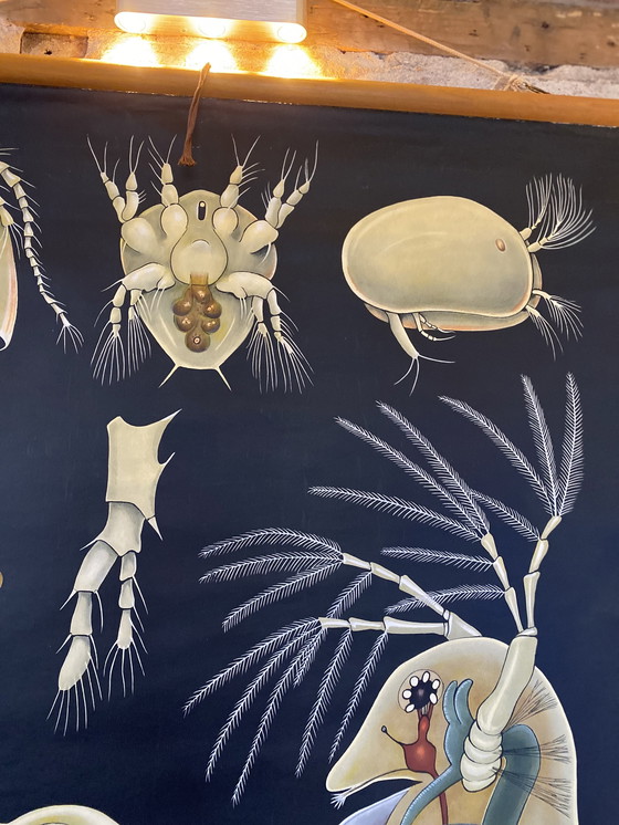 Image 1 of Schoolplaat entomostrasa