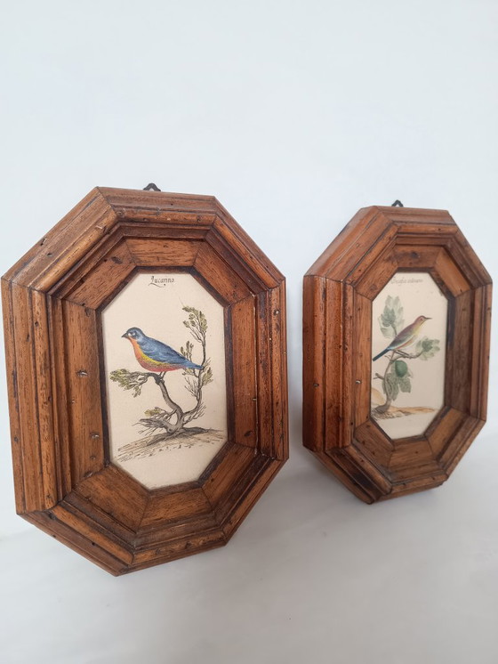 Image 1 of Exposition italienne d'une fauvette mélodieuse et d'un serin d'Europe.