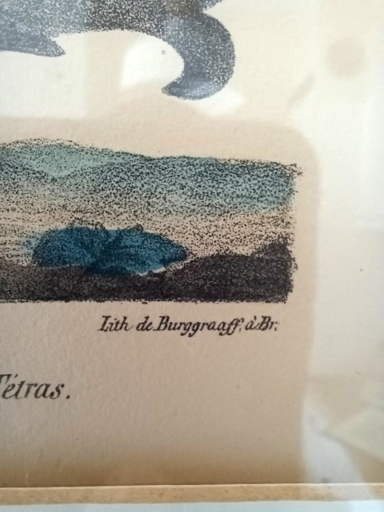 Image 1 of Twee handgekleurde Brusselse ornithologische lithografieën (ca. 1828–1833) – Burggraaff, Lejeune – Pl. 1 en Pl. 19