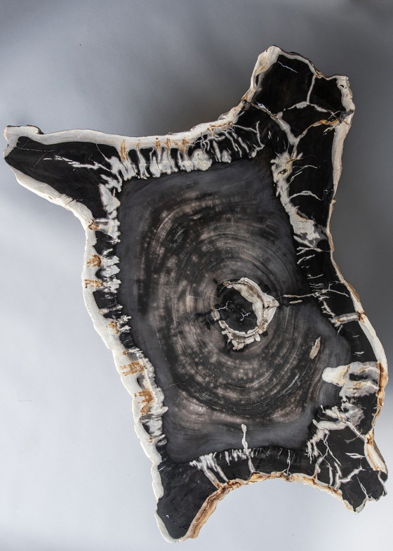 Image 1 of Petrified wood coffee table