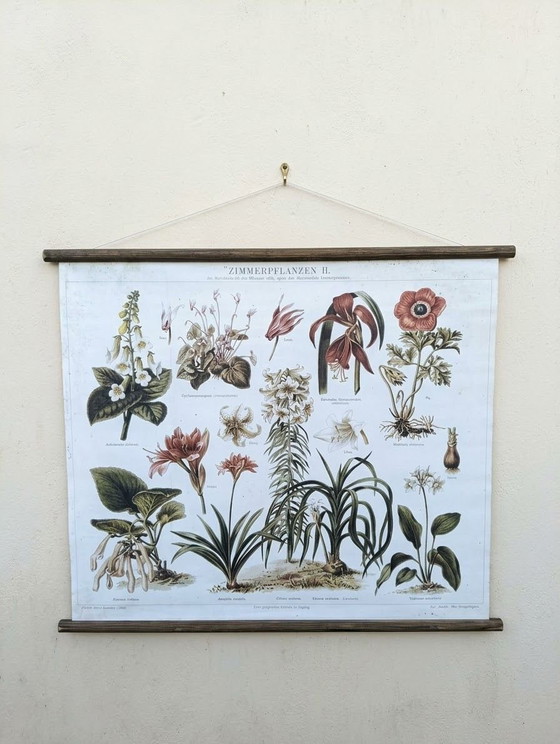 Wandposter | Reproduktion einer alten botanischen Tafel | Erthwhile – Erstwhile, Papier, Holz (photo 3 of 8)